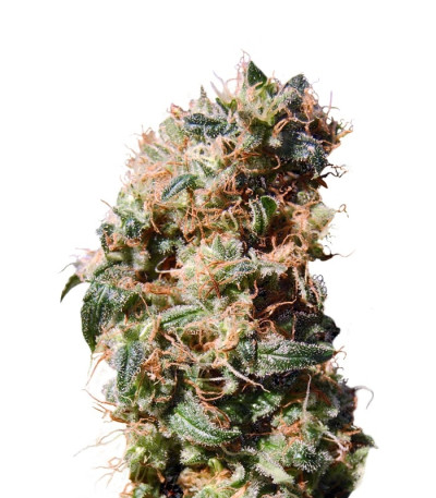 Семена сорта La Reina de Africa (Kaboom) fem