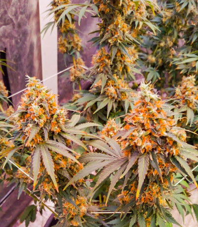 Семена сорта T-34 fem (Семяныч)