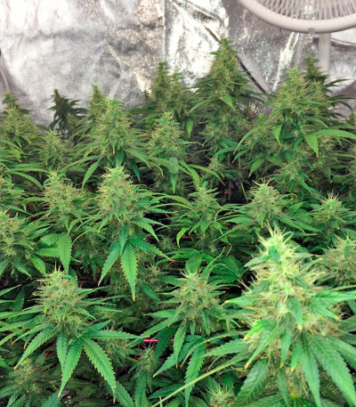 Семена сорта 00 Kush fem (00 Seeds)