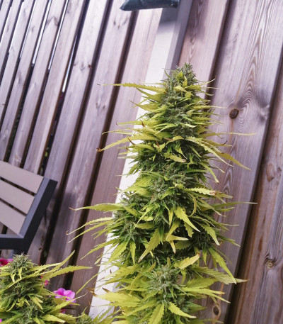 Семена сорта Auto Critical Orange Punch fem (Dutch Passion)