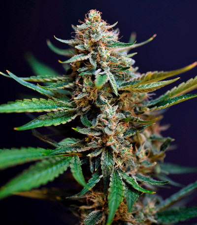 Семена сорта HighCloudZ Auto fem от Green House Seeds