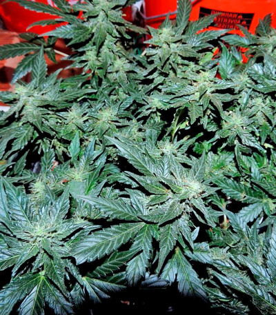Семена сорта Pakistan Ryder Auto fem (World of Seeds)