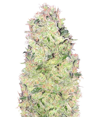 Семена Ramses fem соцветия