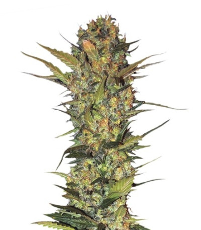 Семена сорта Lithium OG Kush fem (Nirvana Seeds)