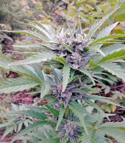 Семена сорта Sweet Amnesia Haze XL Auto fem (Sweet Seeds)