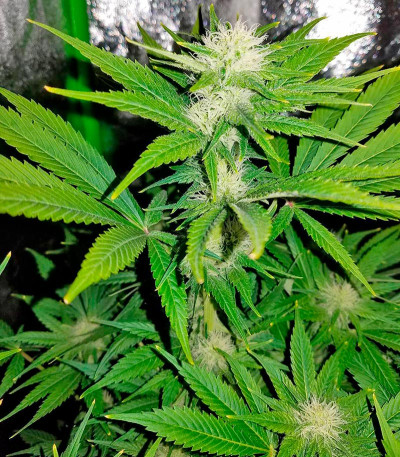Семена сорта Northern Lights fem (00 Seeds)