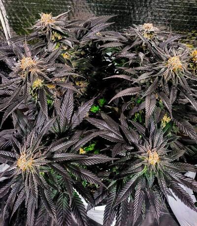 Семена сорта Punchberry Cookies RBX fem (Ethos Genetics)