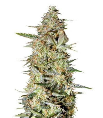 Семена сорта Auto Hindu Kush fem (Bulk Seed Bank)