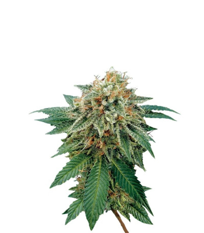 Семена сорта Shark Attack fem (Dinafem Seeds)