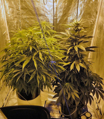 Сорт каннабиса Arjan's Ultra Haze #1