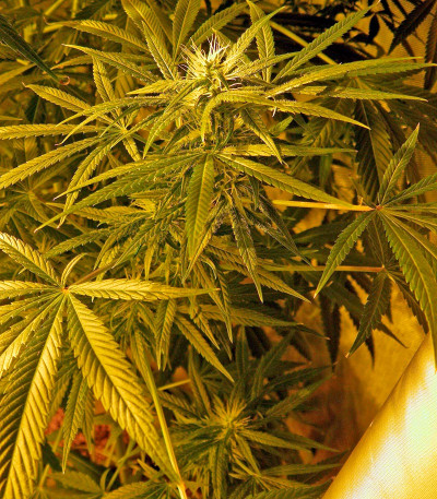 Семена сорта Brazil Amazonia fem (World of Seeds)