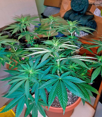 Семена марихуаны Glueberry O.G.