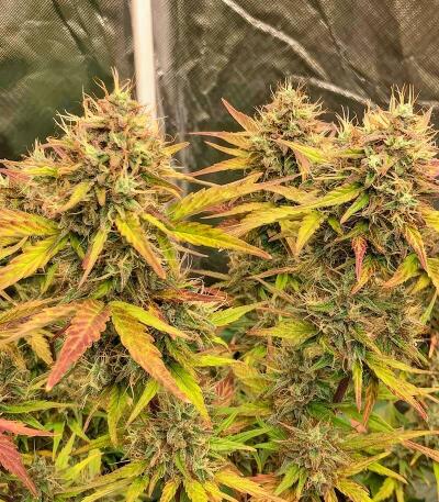 Семена сорта Grease Monkey Autoflower fem (Easy Grow Seeds)