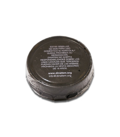 Семена сорта Roadrunner Autoflowering #2 fem