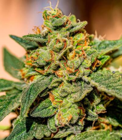 Семена сорта Ultimate Amnesia Haze Auto fem (Семяныч)