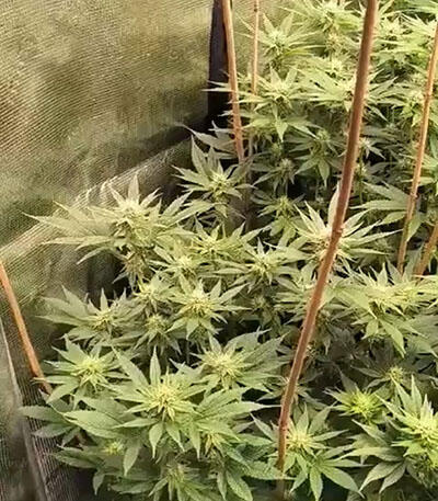 Семена сорта Insane OG