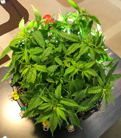 Семена сорта Afghan Kush fem (Семяныч)