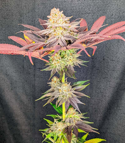 Семена сорта Lemon Orange fem (Green House Seeds)