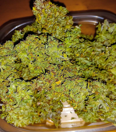 Семена сорта Quarter Pounder Autoflower fem (Easy Grow Seeds)