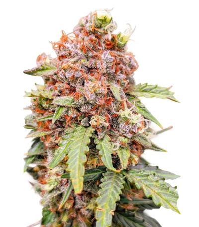 Семена сорта Grand Gorilla Purple Auto fem (Семяныч)