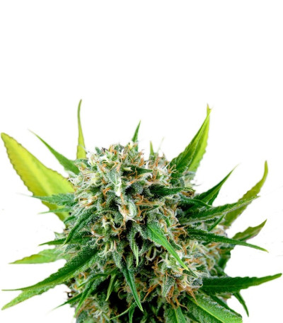 Семена сорта Royale Haze fem (Dinafem Seeds)