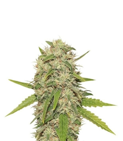 Семена сорта Skunk XL fem (Royal Queen Seeds)