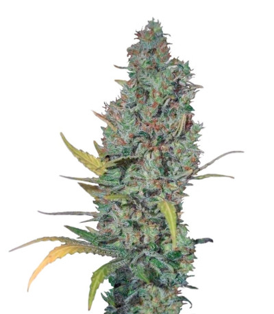 Семена сорта Strawberry Amnesia fem (Dinafem Seeds)