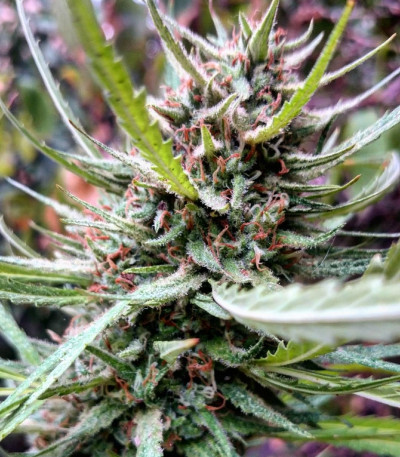 Семена сорта C99 fem (Female Seeds)