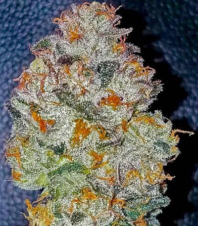 Семена сорта Louis XIII fem (7CH American)