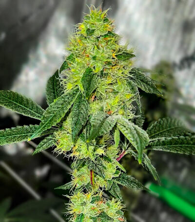 Семена сорта Louis XIII fem (7CH American)