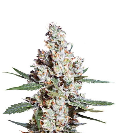 Семена сорта L.A. Amnesia fem (Paradise Seeds)