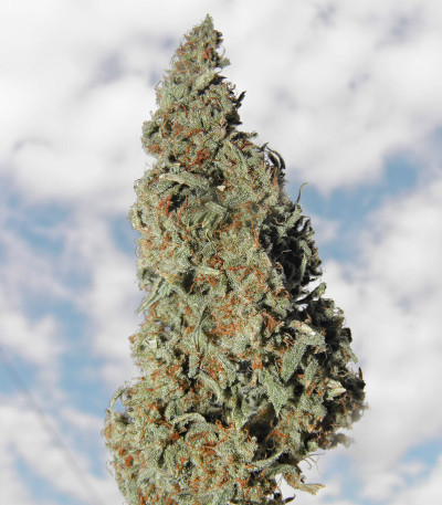 Семена сорта Ayahuasca Purple fem