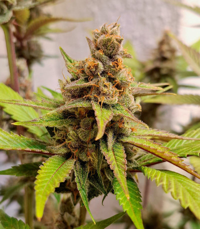 Семена сорта Black Muffin F1 Fast Version fem (Sweet Seeds)