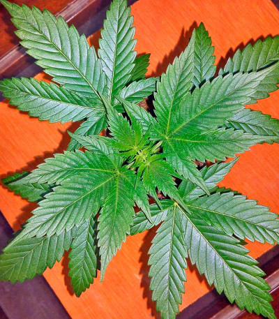 Семена сорта California Kush fem (00 Seeds)