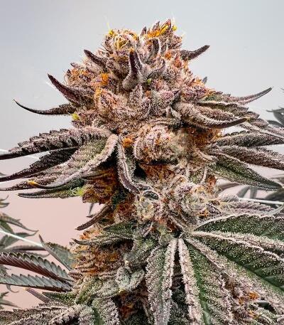 Семена сорта Gator Breath fem (7CH American)