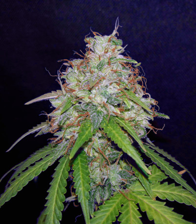 Семена сорта Girl Scout Cookies Auto fem (Original Sensible Seeds)