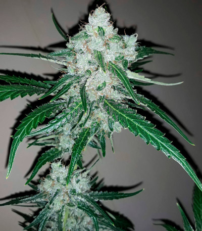 Семена сорта Violet's Wonder Auto fem (Sumo Seeds)