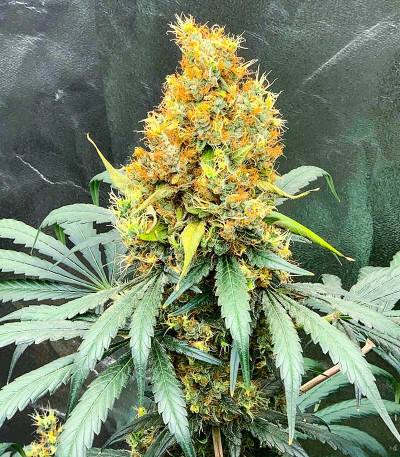 Семена сорта Wedding Crasher Auto fem (7CH Seeds & Advanced Seeds)