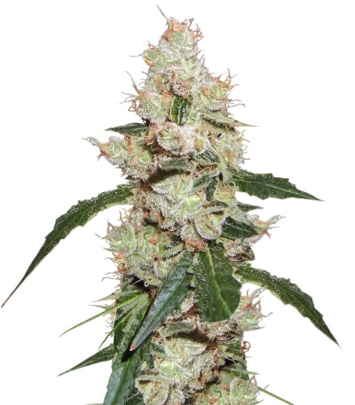 Семена сорта Afghan Kush X White Widow fem (World of Seeds)