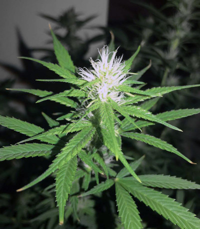 Семена сорта Auto Lemon Kix fem (Dutch Passion)