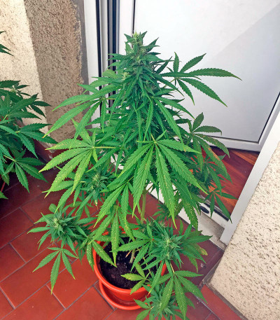 Семена сорта Critical + Autoflowering fem (Dinafem Seeds)