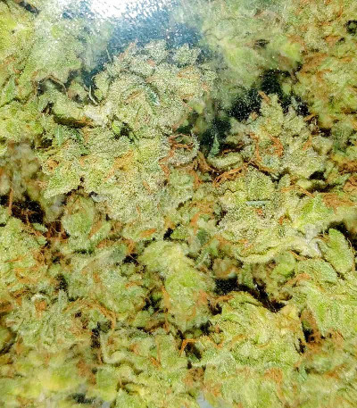 Семена сорта Gorilla fem (00 Seeds)