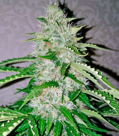 Семена сорта Nefertiti fem (Pyramid Seeds)