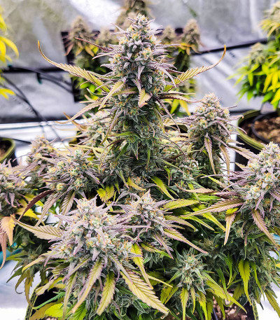 Семена сорта Gorilla Zkittlez Auto fem (FastBuds)