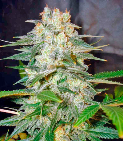 Семена сорта Afghan Kush Ryder Auto fem (World of Seeds)