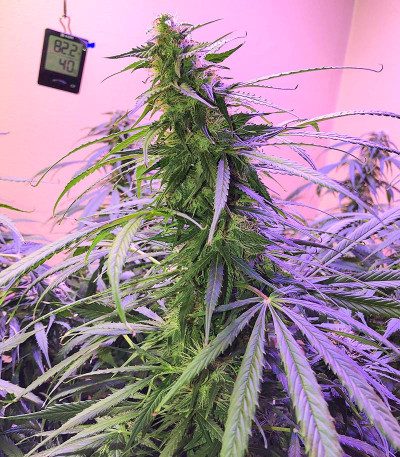 Семена сорта Northern Lights Auto fem (Семяныч)