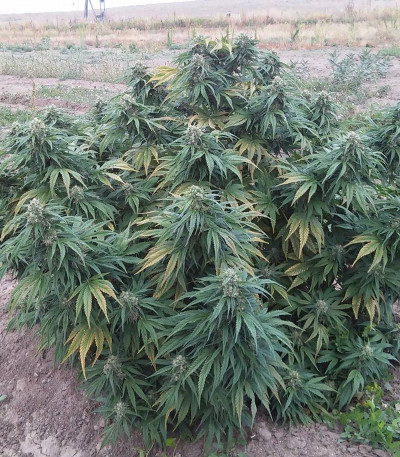 Семена сорта Cannatonic fem (Resin Seeds)