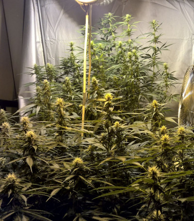 Семена сорта Lemon Kush fem (Female Seeds)