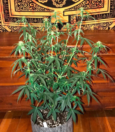 Семена сорта OG Kush Auto fem (Dr. Krippling Seeds)