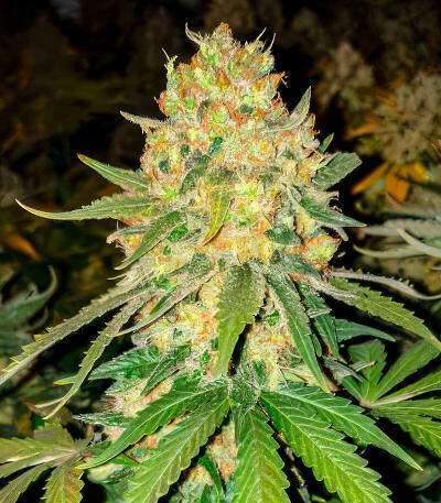 Семена сорта Ultimate Amnesia Haze Auto fem (Семяныч)